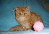 Продам кошечку превью 79761 Продам кошечку превью 79761.