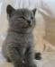 Котята британские 2 мес превью 701345.