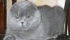 Вязка с вислоухим, голубым котом превью 701361.