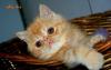 Экзотическая  кошечка превью 701568.