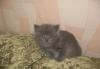 Шотландский котенок недорого превью 701628.