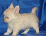 Чихуахуа щенки, девочки и мальчики (есть мини) превью 701871.