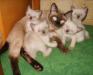 Тайские чистопродные котята окраса силпойнт превью 702122.