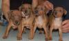 Рыжие кобели карликового пинчера превью 702782.