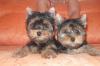 Йоркширский терьер щенки 4 месяца превью 702854.