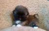 Превью Пекинес мини и обычные Санкт-Петербург - 1