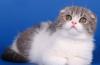 Шотландский вислоухий котик голубой табби биколор превью 703726.