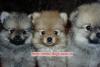 Щенки померанского шпица превью 703801.