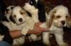 Щенки американского кокер спаниеля превью 700408.