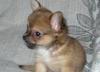 Чихуахуа  девочка длш красно-рыжая превью 704049.
