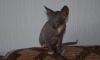 Котята Петербурского сфинкса превью 704121.