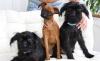 Подрощенные щенки Бельгийского гриффона и Пти-браб превью 704199.
