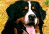Щенки Бернского Зенненхунда превью 704387.