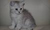 Шотландские котята превью 704661.