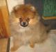 Немецкий карликовый шпиц,девочка,  рыжая превью 704921.