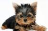 Щенки Йорки превью 705204.