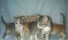 Котята в дар превью 705961.