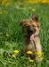 Очаровательный щенок-лисёнок в дар превью 705981.