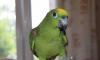 Суринамский Амазон птенчик ручной превью 700670 Суринамский Амазон птенчик ручной превью 700670.