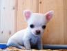 Чихуахуа мальчик Белый превью 706603.