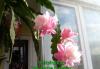 Превью Epiphyllum "Deutsche Kaiserin" (лесной кактус) Москва - 1