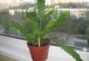Превью Epiphyllum "Deutsche Kaiserin" (лесной кактус) Москва - 4