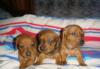 Щенки карликовой таксы превью 707610.