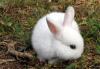 Кролики разных пород превью 707817.