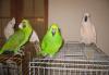 Большие ручные попугаи превью 707920 Большие ручные попугаи превью 707920.