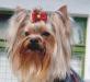 Йоркширский терьер от 13.000 превью 700860.