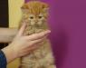 Рыжий британский котик превью 708116.