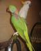 Александрийский попугай превью 708168 Александрийский попугай превью 708168.