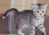 Превью Британская кошечка тигрового окраса 1,5 мес Санкт-Петербург - 3