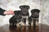 Щенки восточноевропейской овчарки превью 708333.