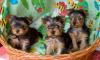 Щенки йоркширского терьера превью 708531.