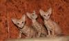 Котята корниш-рекс превью 708611.
