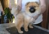 Стрижки собак мелких пород от 500 руб выезд на дом превью 708681.