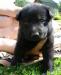 Щенки немецкой овчарки (чепрачные и черные) превью 709127.