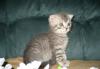 Британские  котята г Ивантеевка превью 709782.