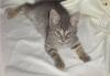 Семён  светлый, полосатый котенок в дар превью 709803.