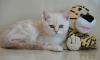 Британские котята редкого окраса превью 709848.