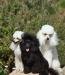 Щенки той пуделя белого окраса превью 709977.