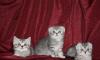 Британские клубные котята  г. Ивантеевка превью 710141.