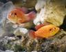 Молодь и мальки хромисов-красавцев превью 710179 Молодь и мальки хромисов-красавцев превью 710179.