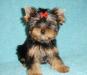 Миниатюрные йорки, отличное качество превью 711063.