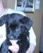 Щенки превью 711128.