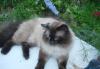 Превью Баскервиль-кот Москва - 1