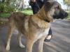 Пропал крупный беспородный кобель Моск.р-н превью 711175.