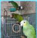 Венесуэльский амазон ручной и др. попугаи превью 711184 Венесуэльский амазон ручной и др. попугаи превью 711184.