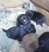 Щенки-малютки, бесплатно, в добрые руки превью 711229.